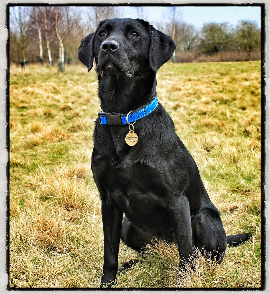 Bindy - the sniffer dog