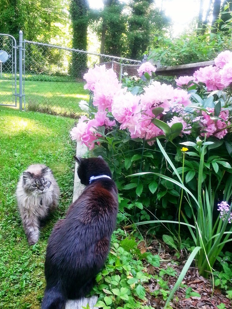 Mokey Bear and Harry cat, Sat May 28, 2016