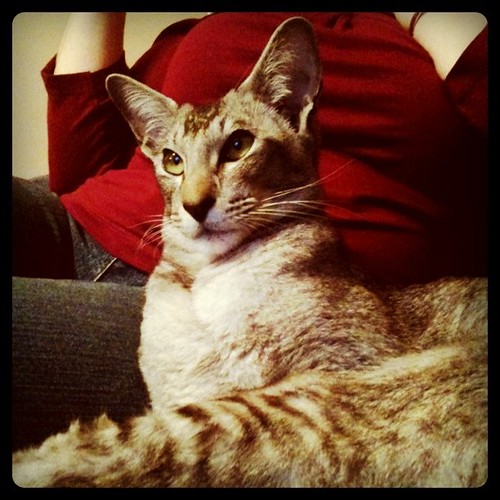 This is Mokey. He is very regal.