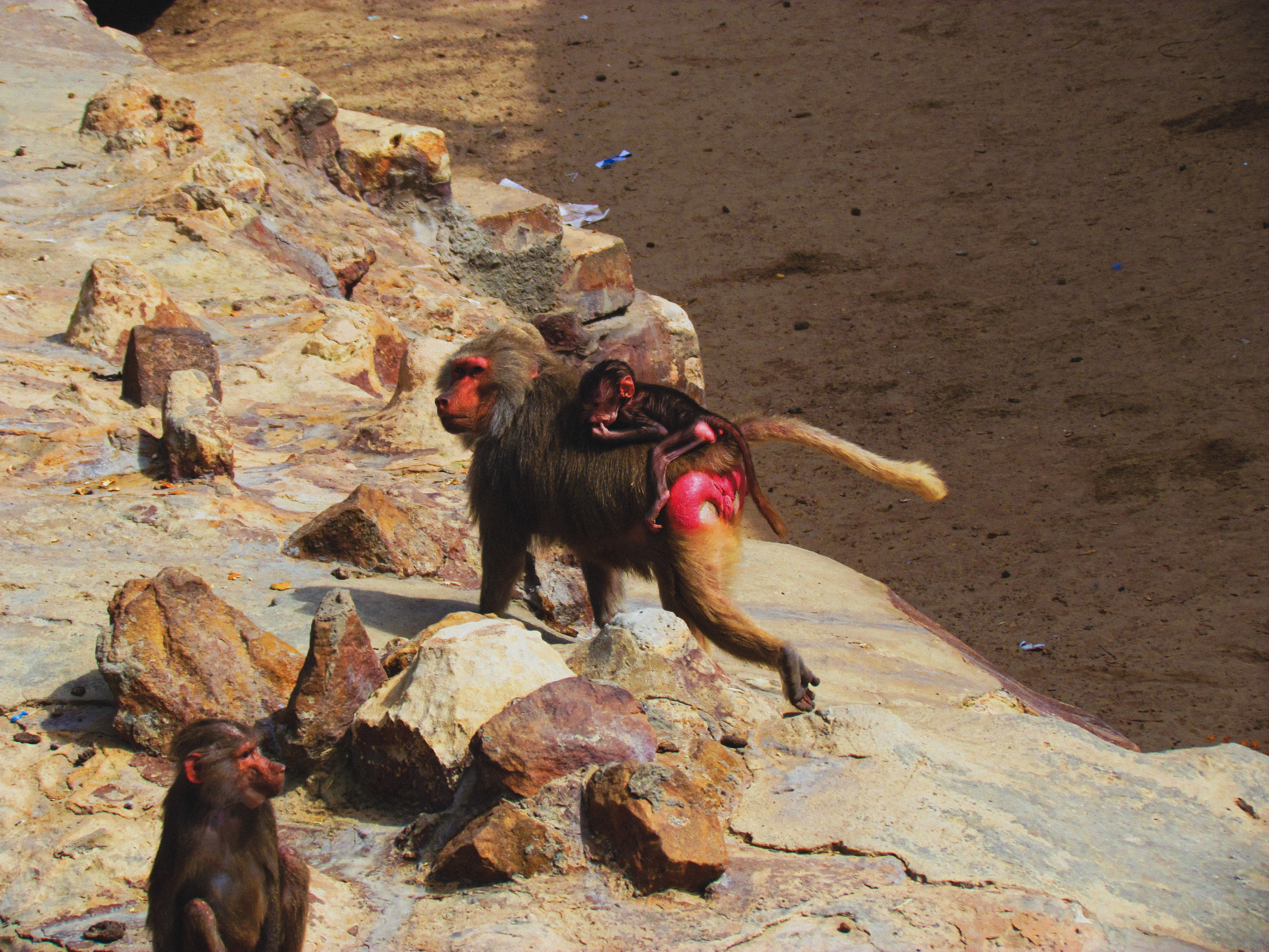 BABY MOKEY ON HIS MOTHER'S BACK SEARCHING FOR FOOD (ALEXANDRIA'S ZOO) 2024