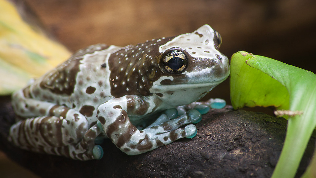 Amazon Milk Frog (Trachycephalus resinifictrix)