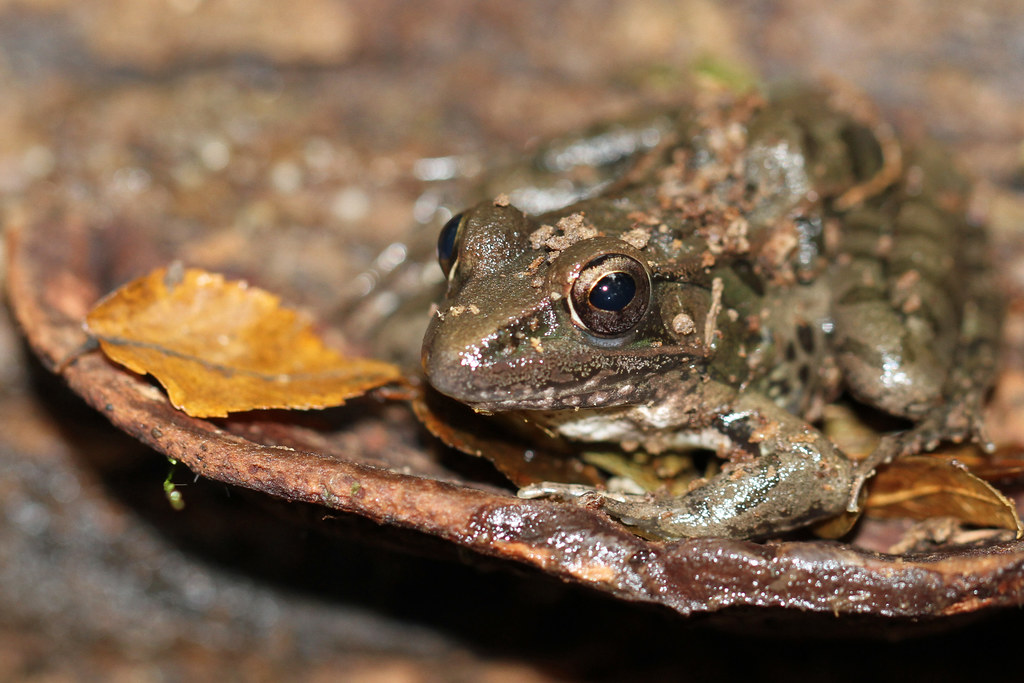 Southern Leopard Frog