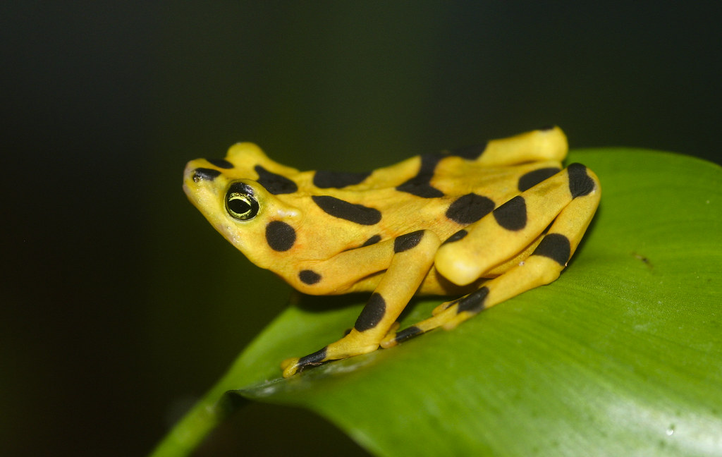 Panamanian Golden Frog - Atelopus zeteki