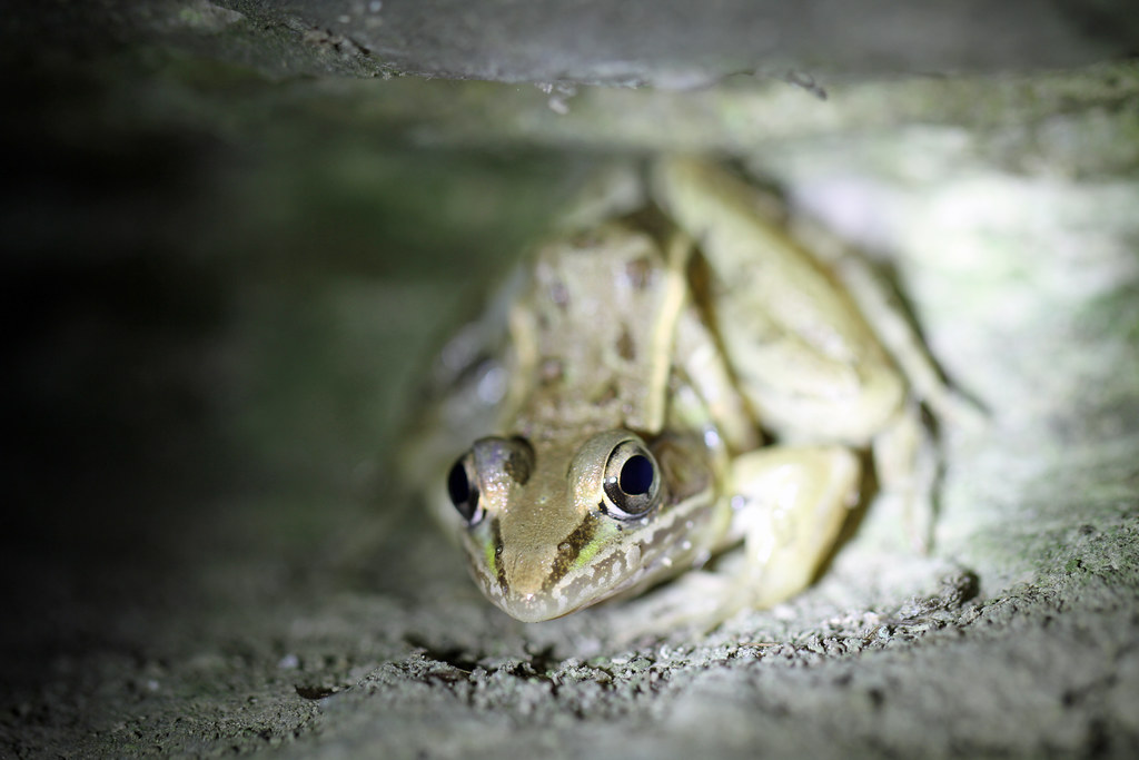 Southern Leopard Frog