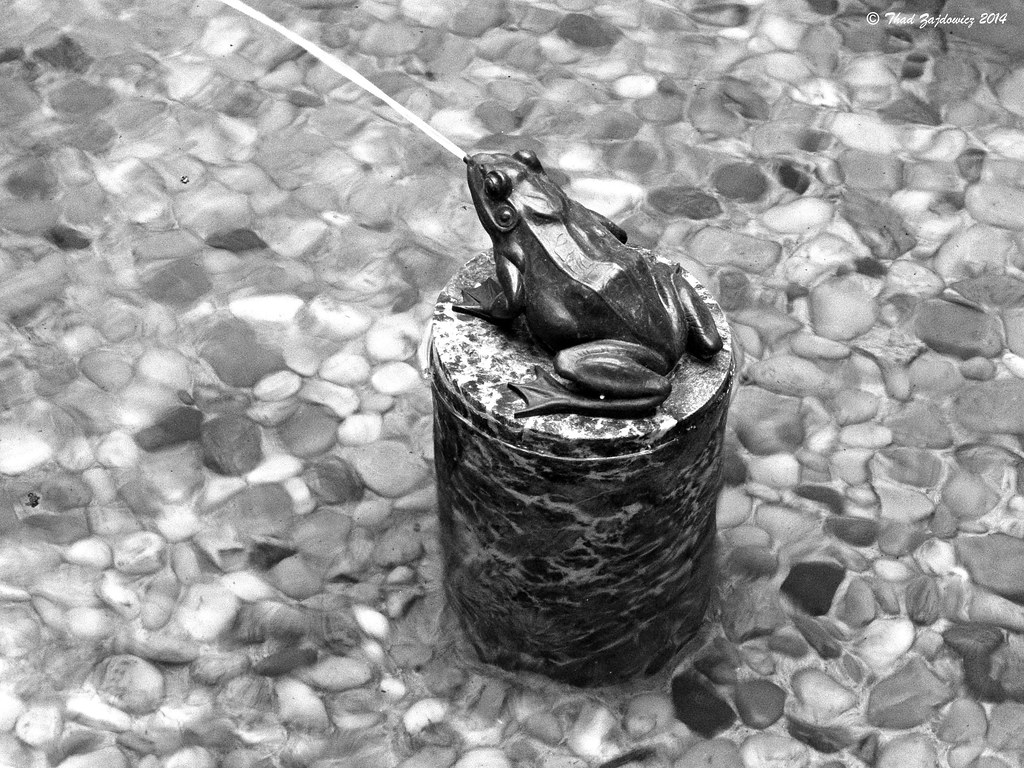 Spitting frog - Explored