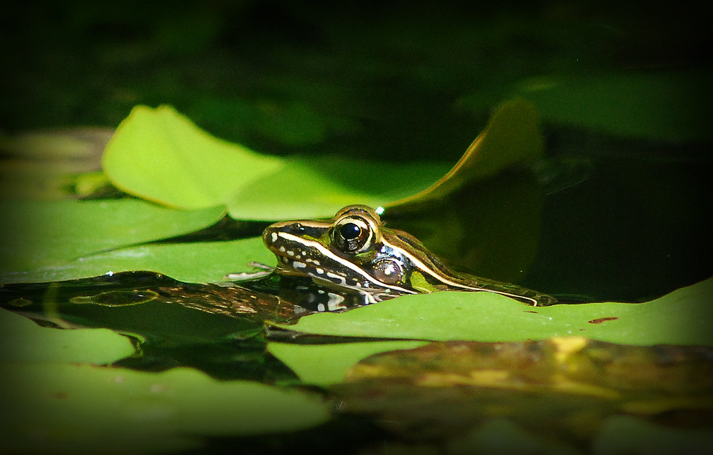 Southern Leopard Frog [explored]