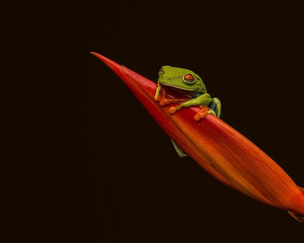 Red-eyed Tree Frog