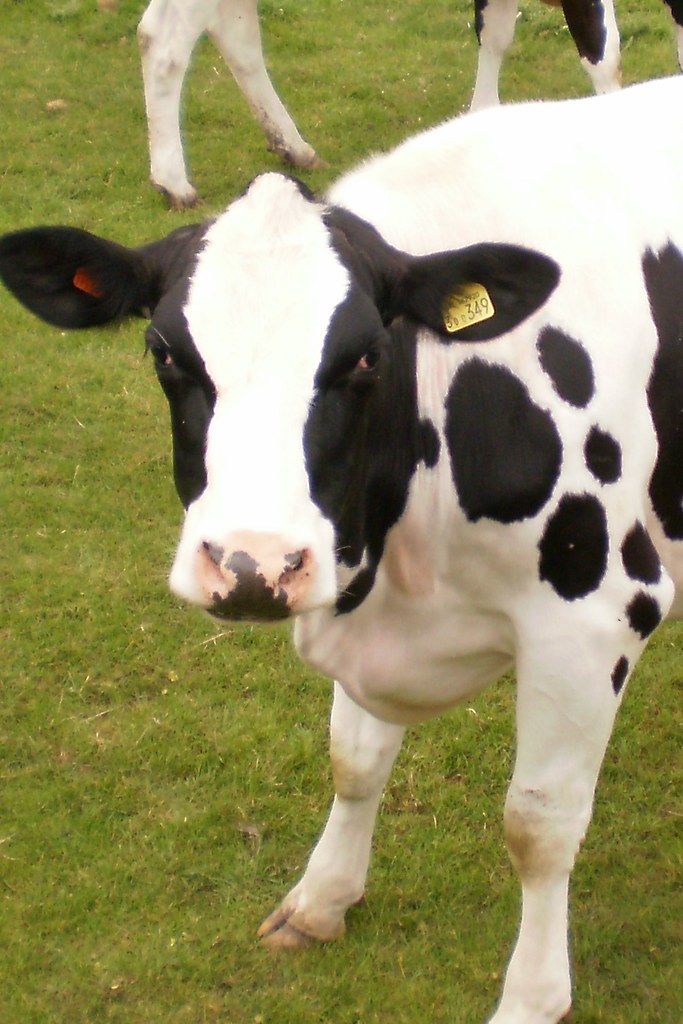 cow