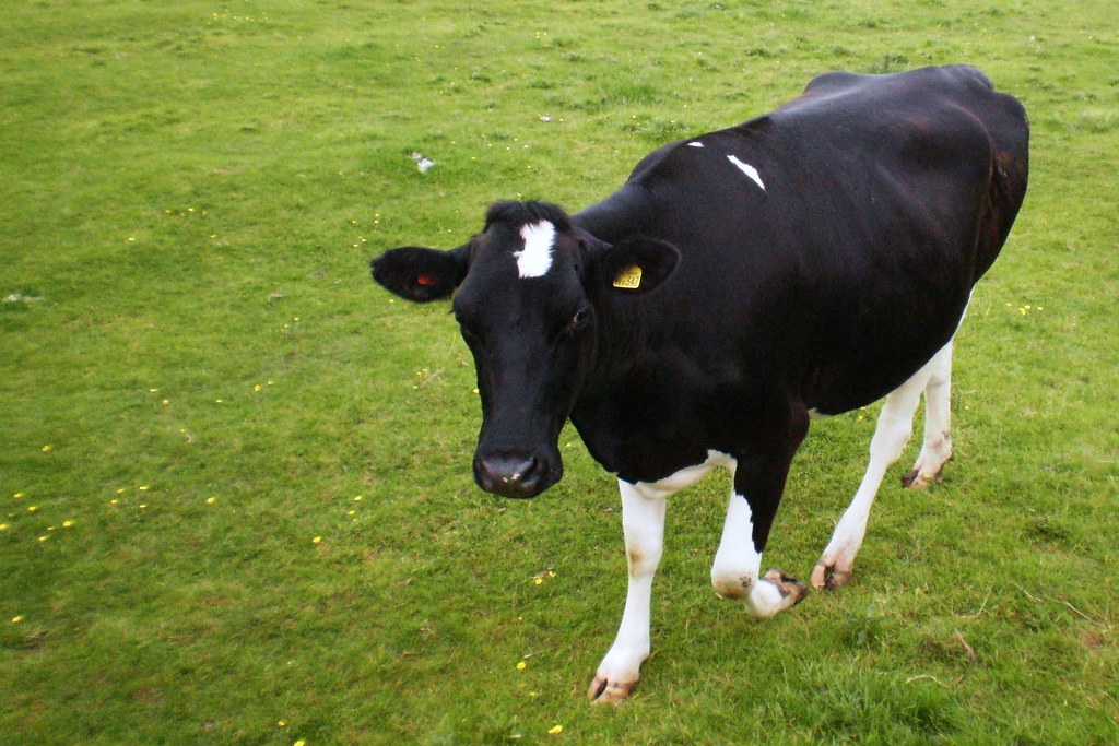cow