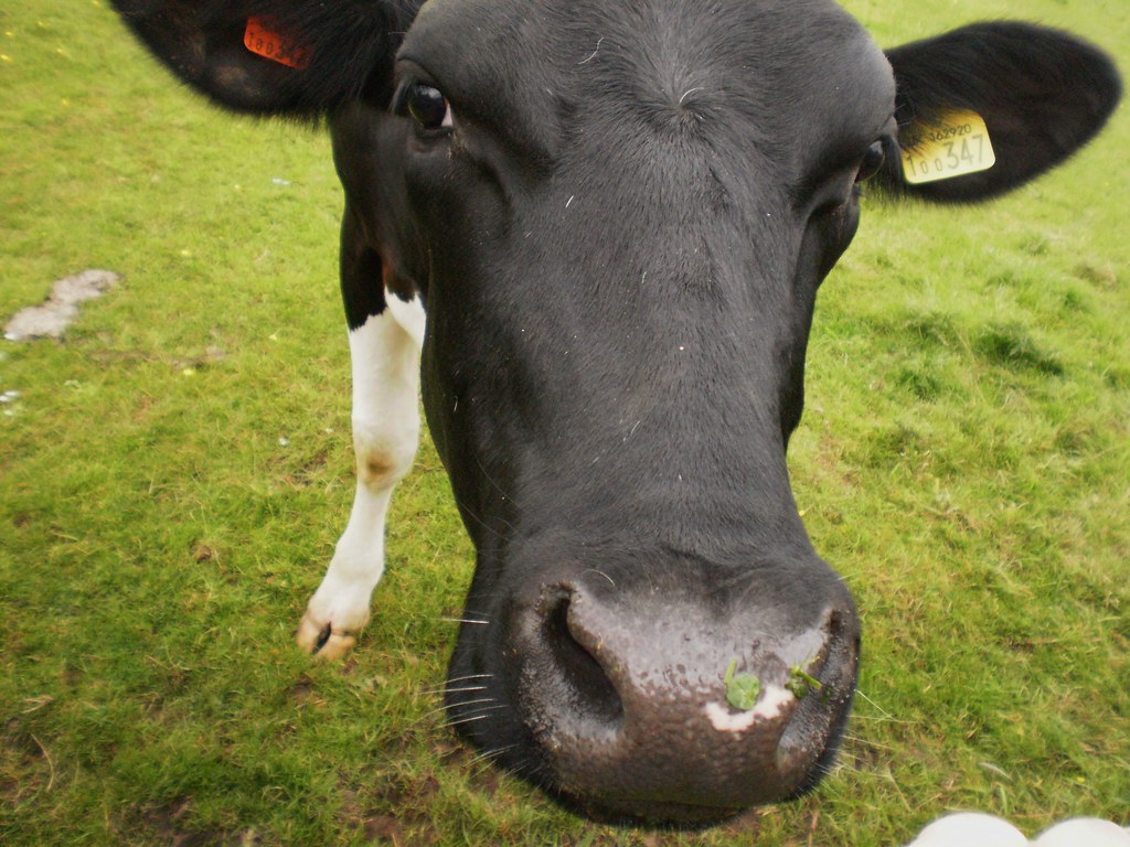 cow