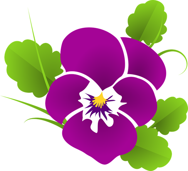 pansy, violet, viola, violaceae, blossom, bloom, flower, ornament, curlicue, flower wallpaper, decoration, deco, elegant, floral, violet plant, flower background, nature, beautiful flowers, leaves, garden, plant