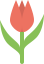 F9cec3f3d Tulip