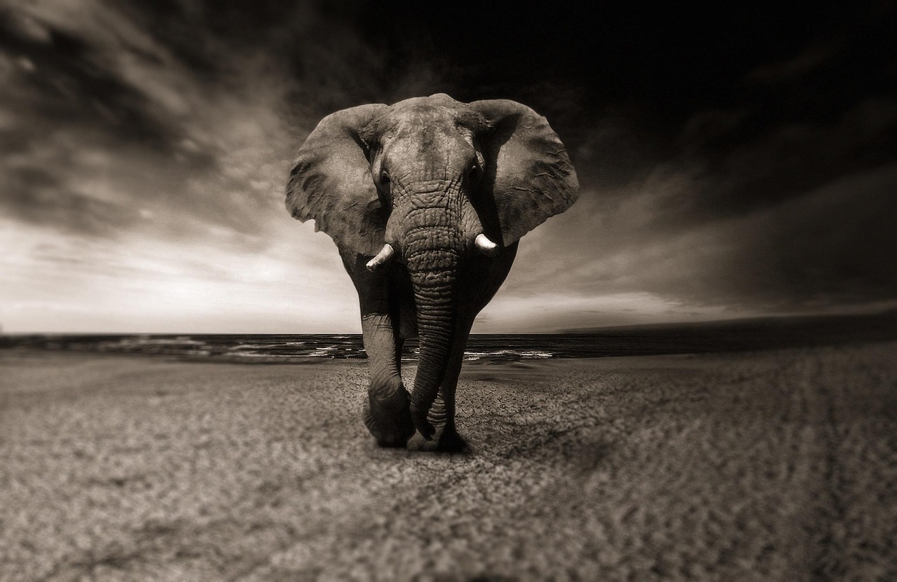 Elephant Black And White Animal Africa Safari Wild Animal Creature Pachyderm Nature Animal Portrait