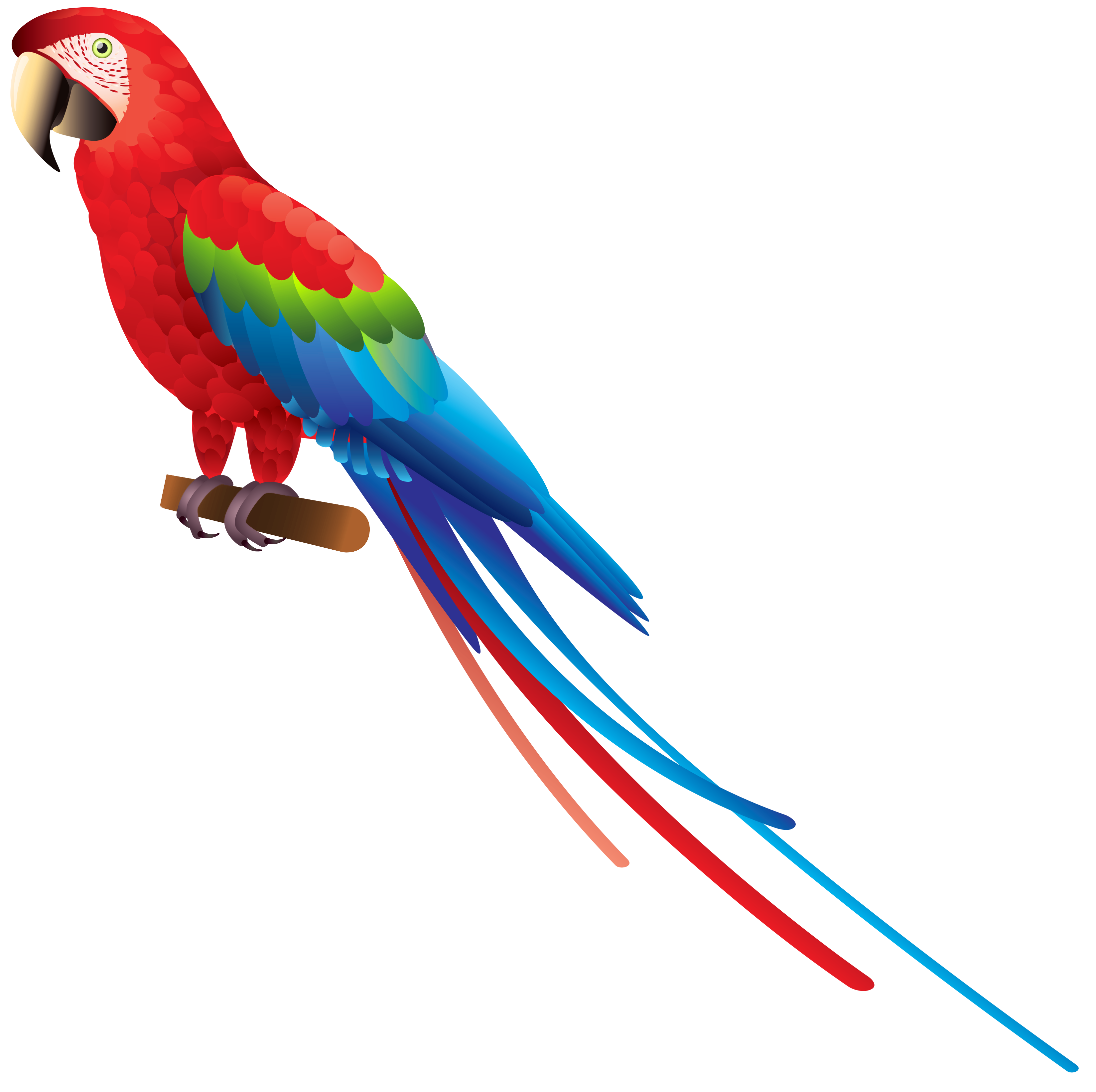 Birds_37.png