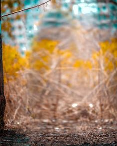 Cb Backgrounds - Copy_49.jpg