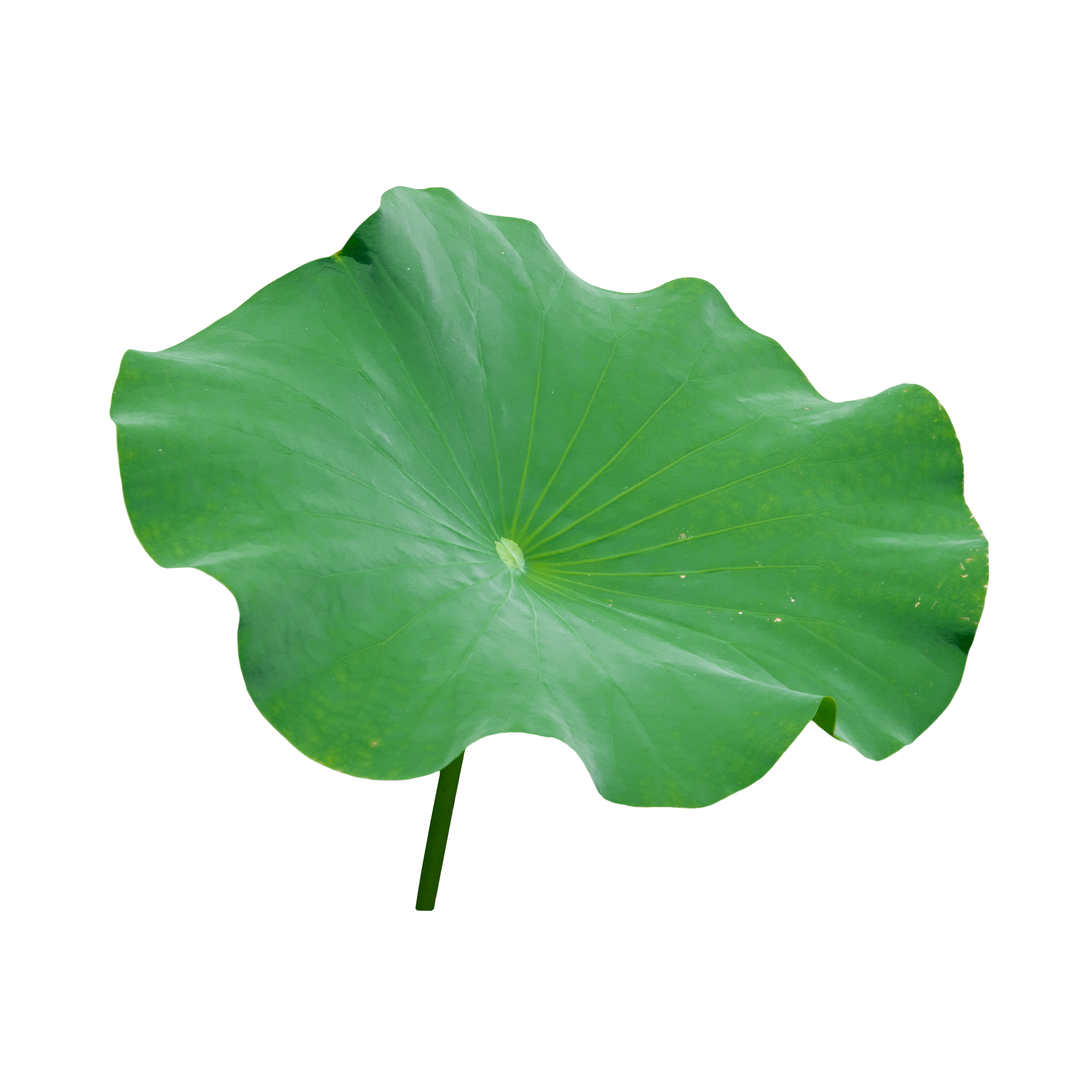 1lotus.png