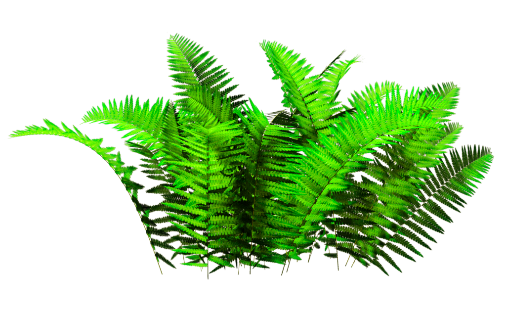 favpng_plant-tree (3).png