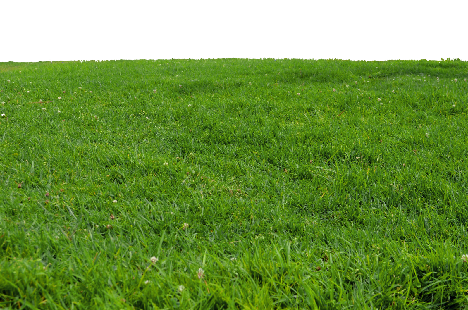 grass_green_meadow_nature_ស្មៅ_ធម្មជាតិ_png_5.png