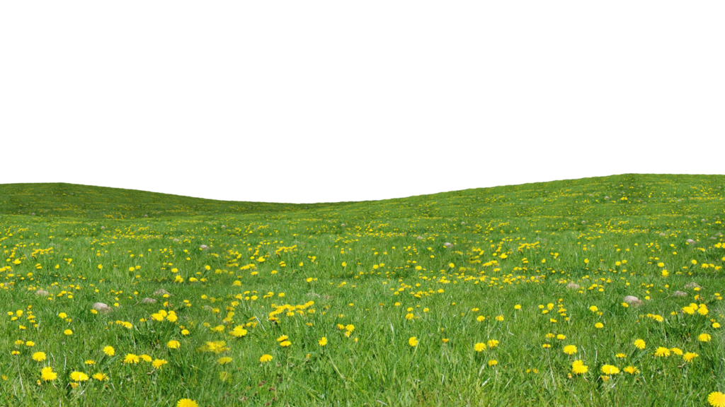 grass_green_meadow_nature_ស្មៅ_ធម្មជាតិ_png_6.png