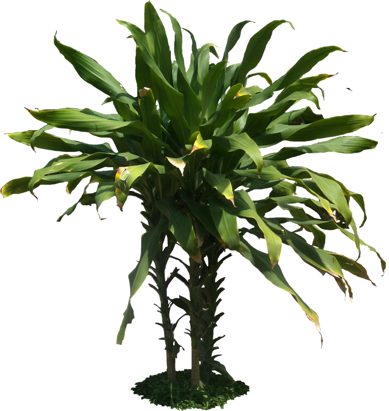 pngfind.com-arboles-png-1340910 (2).png