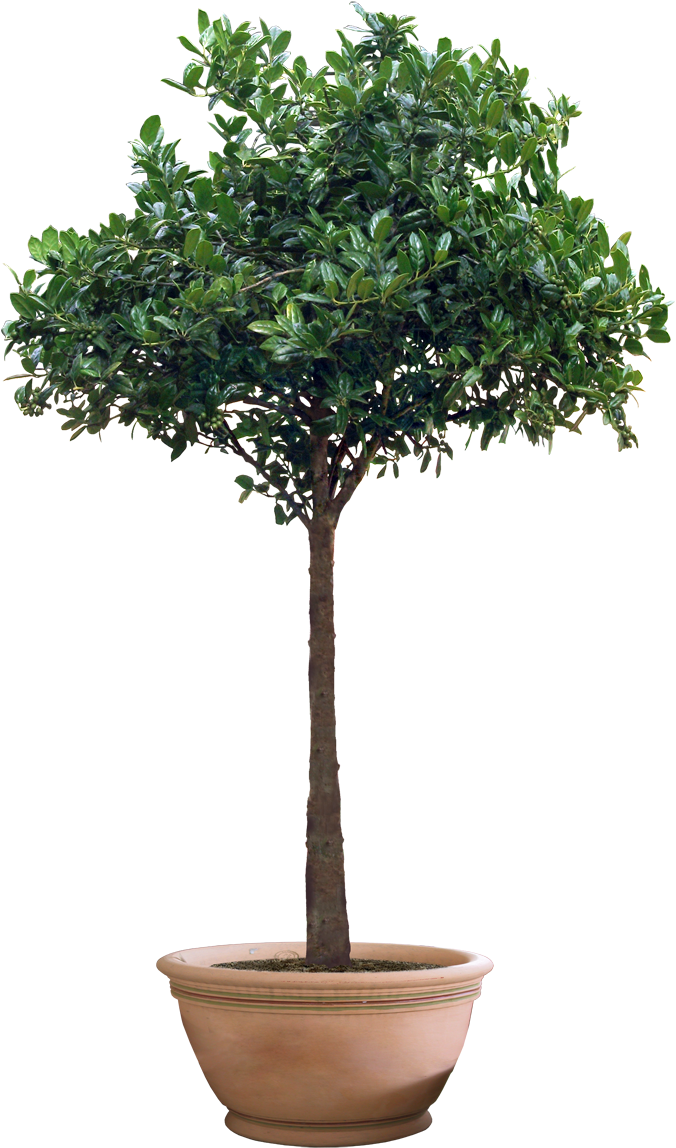 pngfind.com-potted-plant-png-135573 (2).png