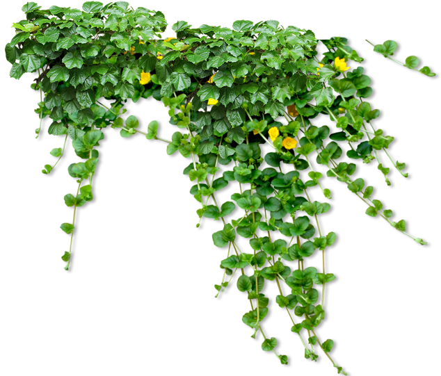 pngfind.com-shrub-png-538211 (2).png