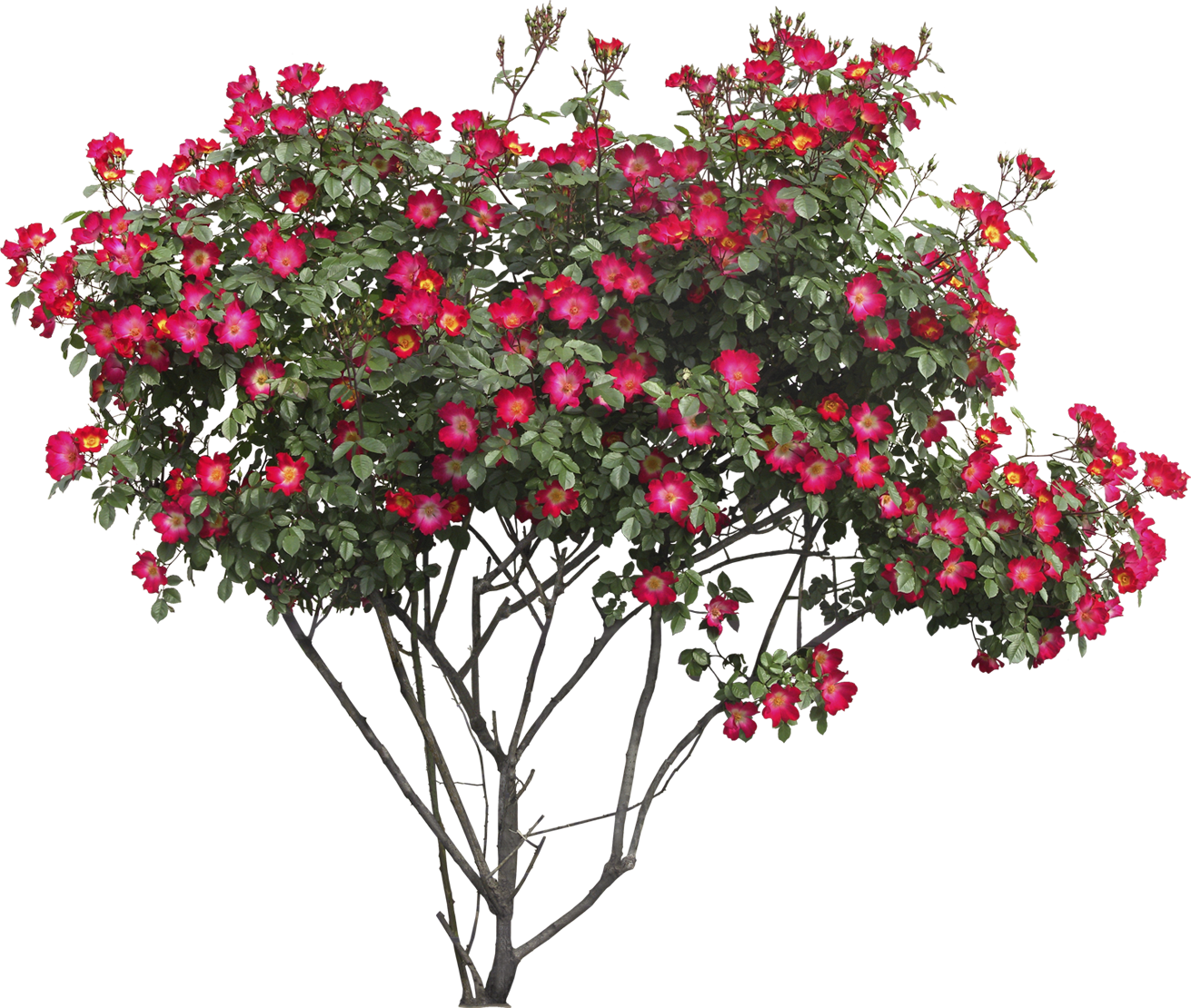 pngfind.com-shrubs-png-15829 (2).png
