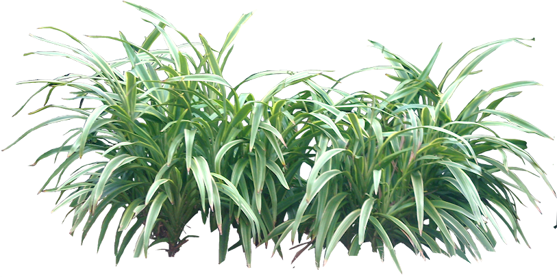 pngfind.com-shrubs-png-16171 (2).png