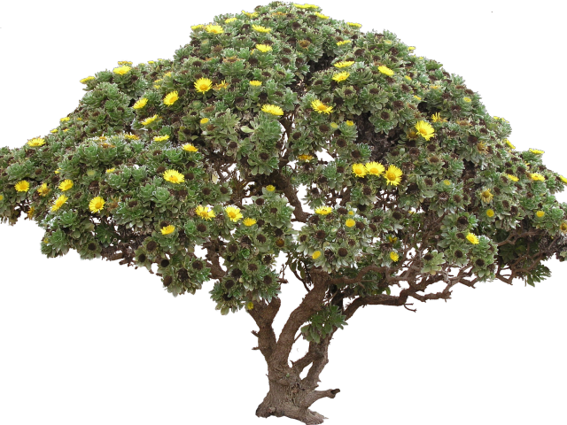 pngfind.com-tree-bush-png-6318847 (2).png