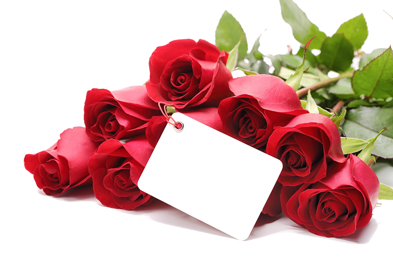 pngwing.com (39) (2).png