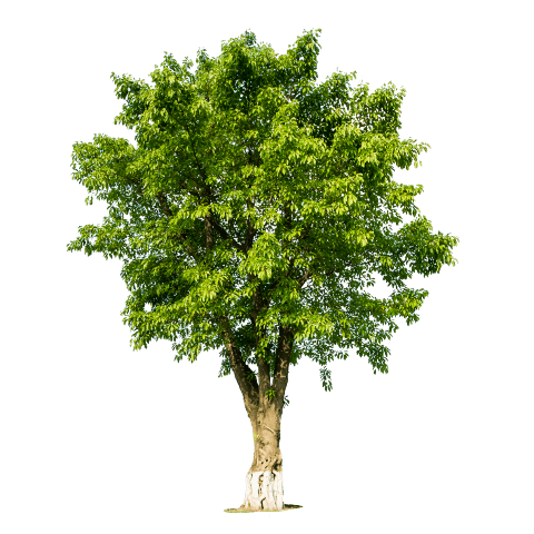tree (21).png