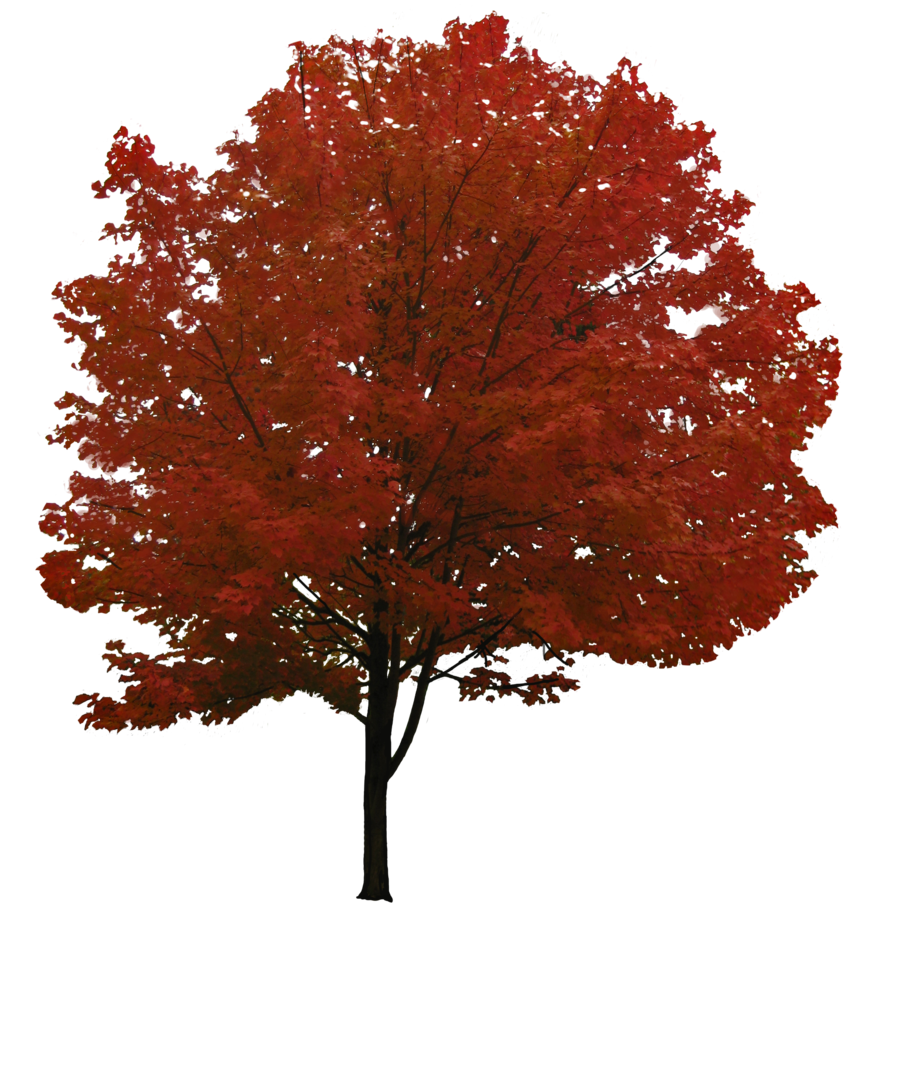 tree (23).png