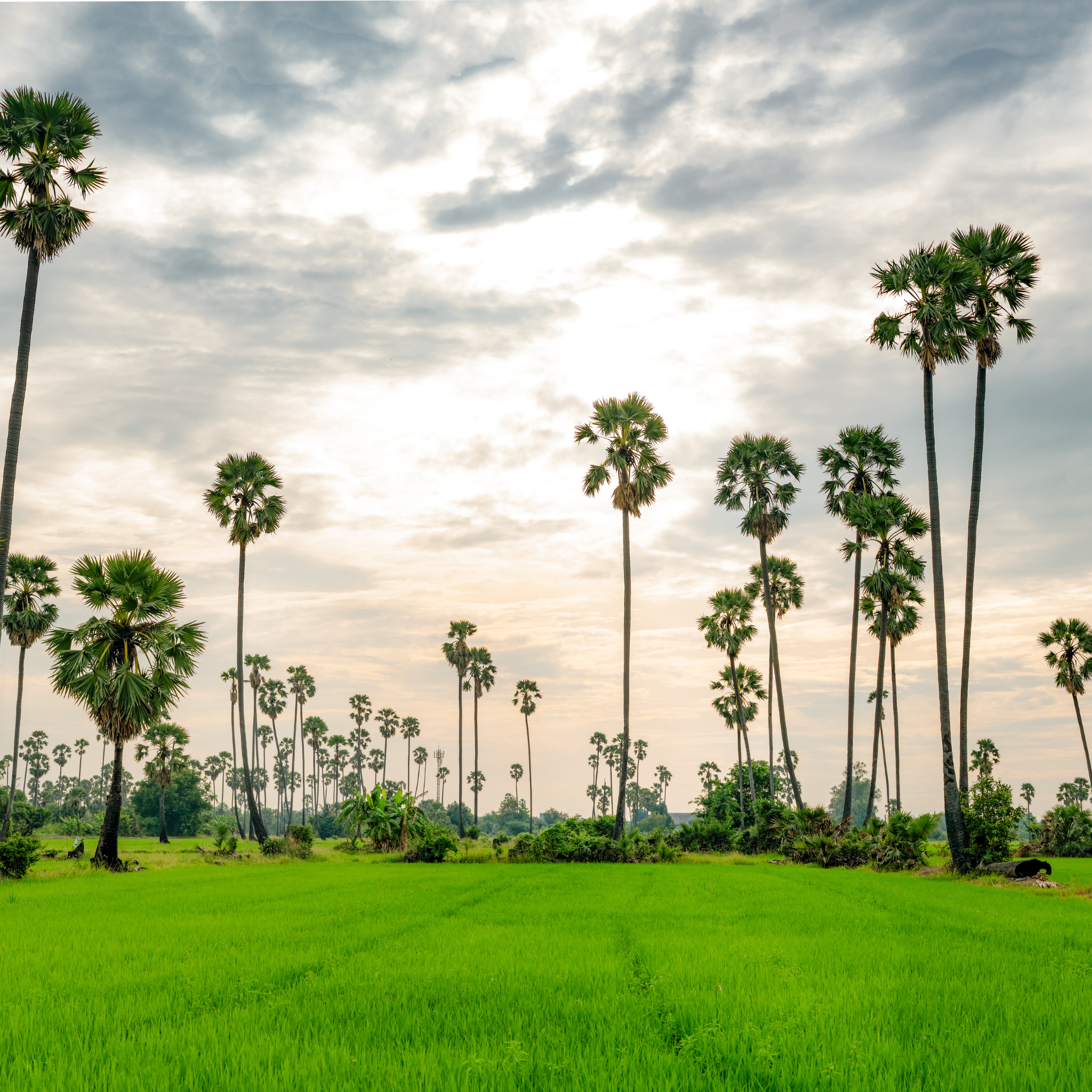 ផ្ទះបោះពុម្ព-ទេសភាព (6)