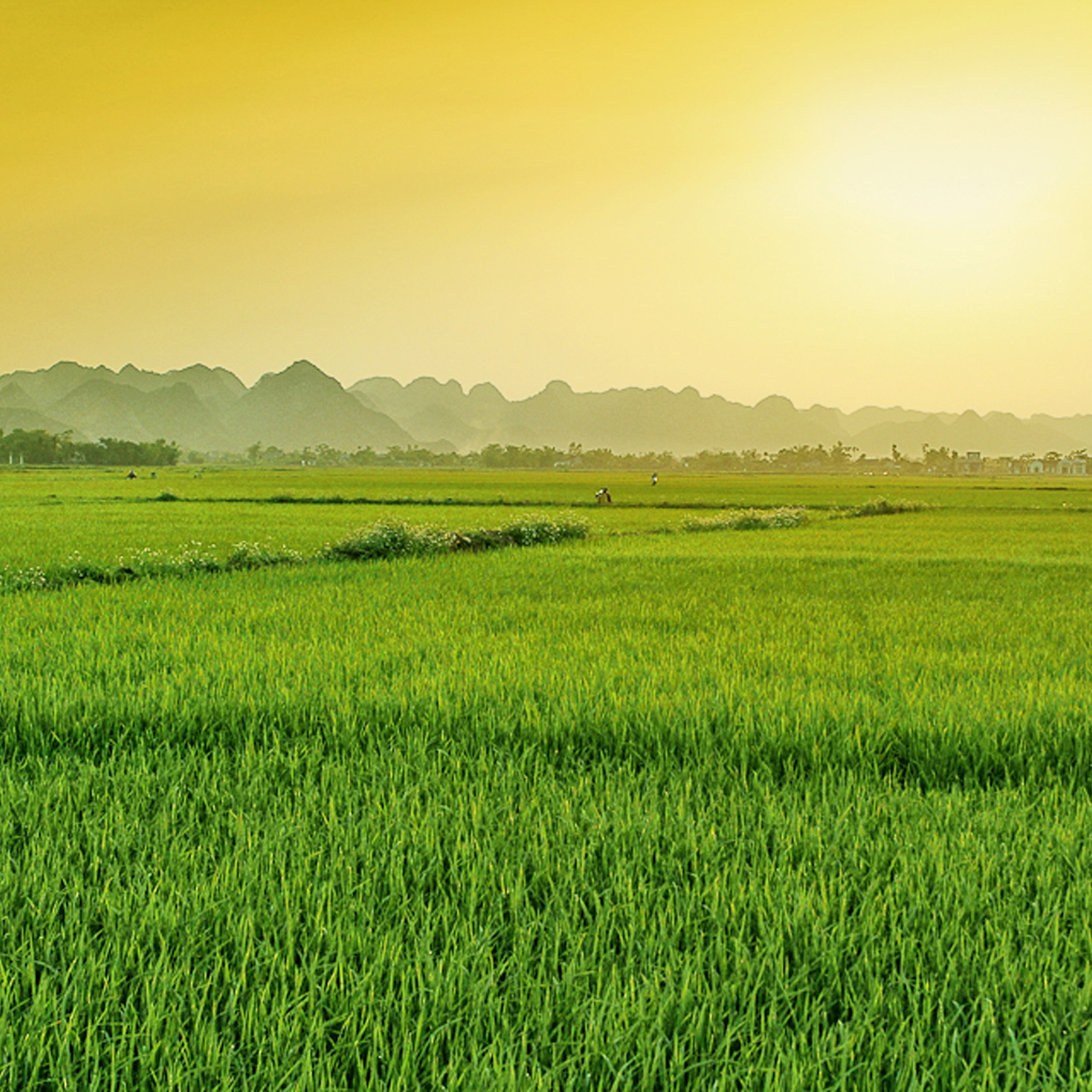 ផ្ទះបោះពុម្ព-ទេសភាព (11)