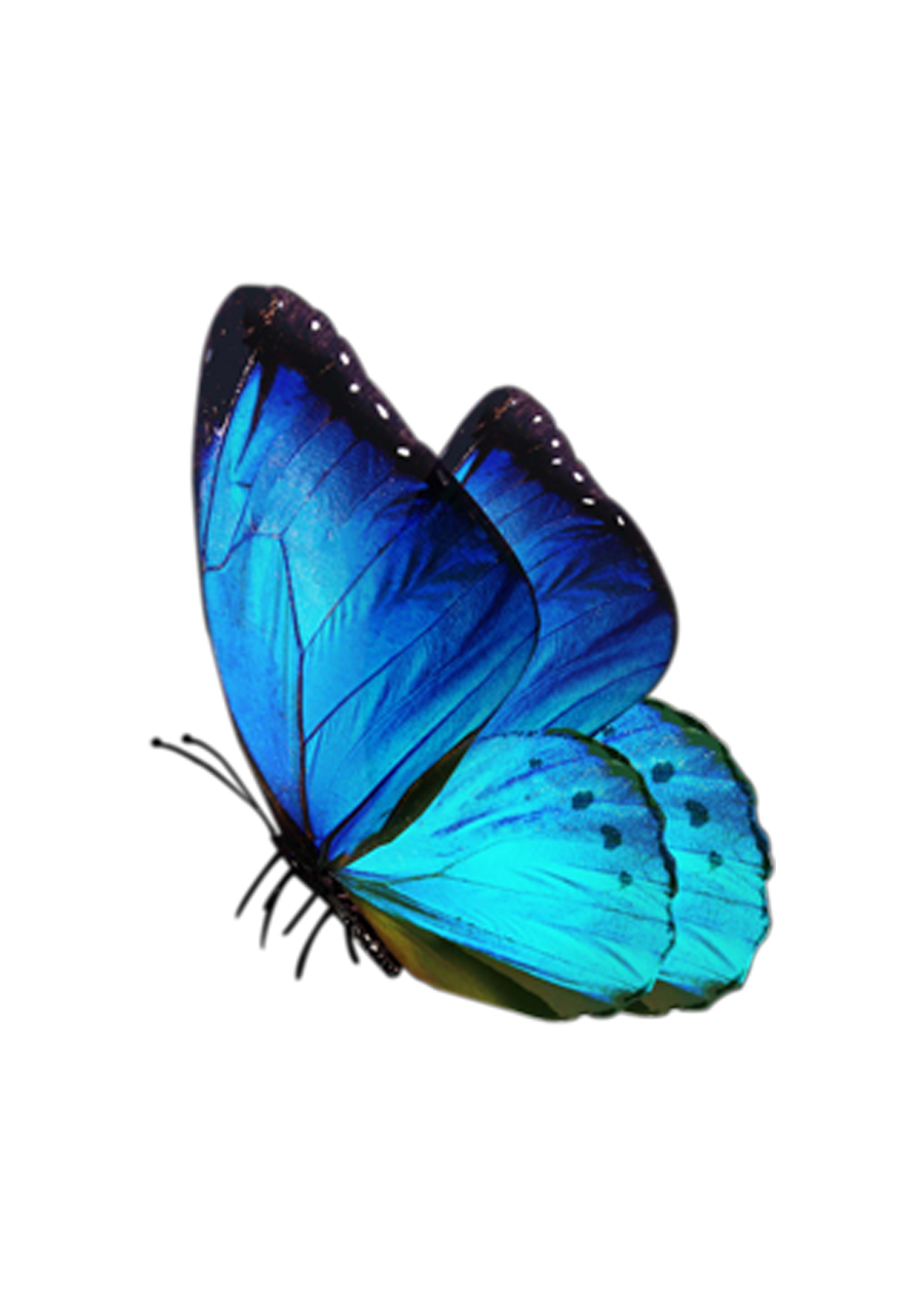 មេអំបៅ (2)