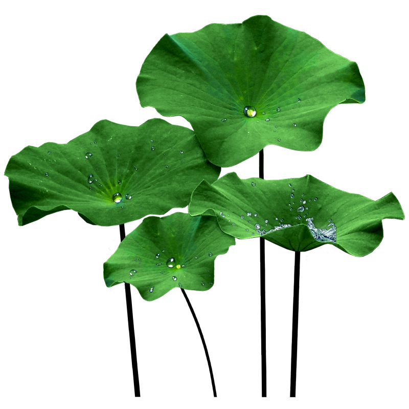 រដូវភ្ជុំ (3)