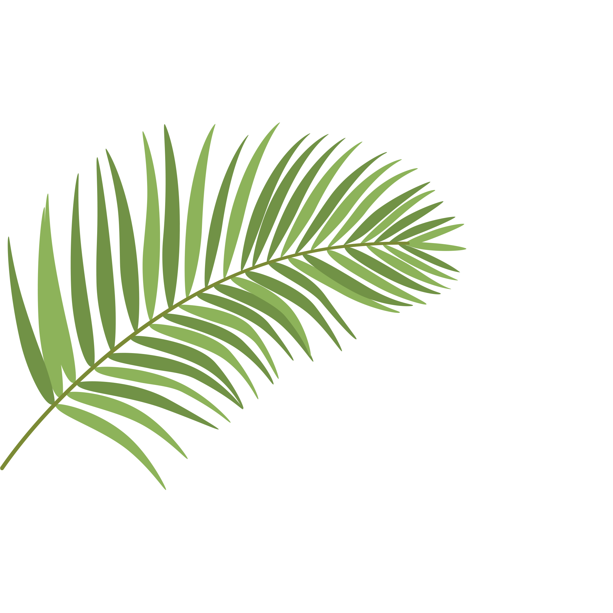 ស្លឹកដូង​ 3D