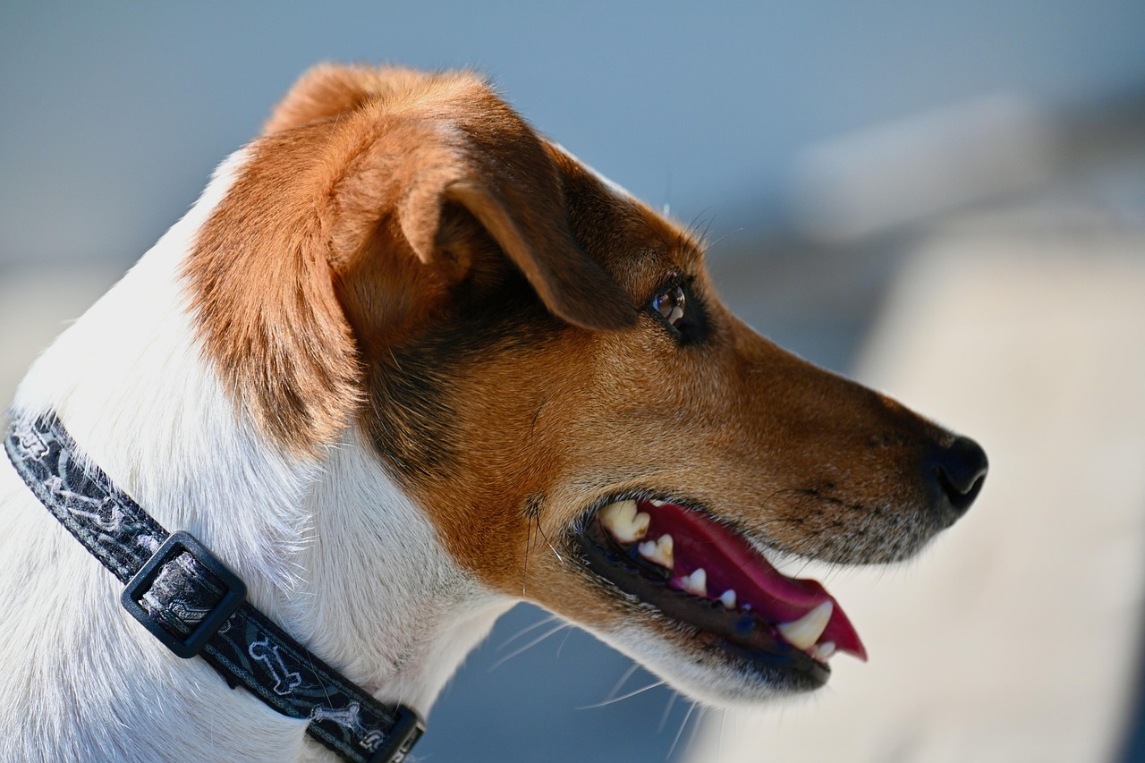 Dog  Nature  Jack Russel Terrier  Terrier  Snout  Domestic Animal  Pet  Animal  Animal Photo  Animal Photography  Wildlife