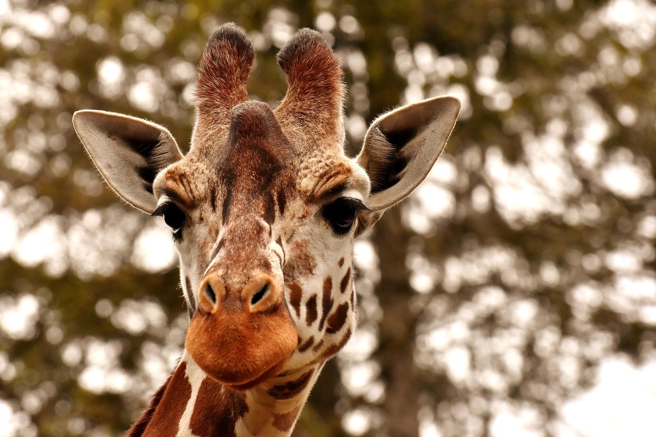 Giraffe  Nature  Zoo  Animal  Animal Portrait  Wild Animal  Tierpark Hellabrunn  Head