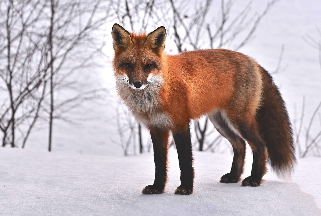 Fox  Nature  Animals  Roux  Fauna  Wild Animal  Snow  Fox  Fox  Fox  Fox  Fox  Animals  Animals