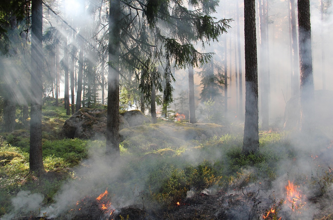 The Ugly Swamp  Nature Reserve  Burning  Fire  Smoke  Nature Conservation Burning  Sweden  Ash  Forest Fire  Nature  Hot  Forest  Tree  Nature Conservation
