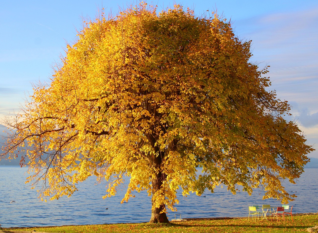 Tree  Autumn Colors  Nature Wallpaper  Water  Fall  Nature  Fall Season  Nature Background  Flora  Plant  Beautiful Nature  Hd Wallpaper