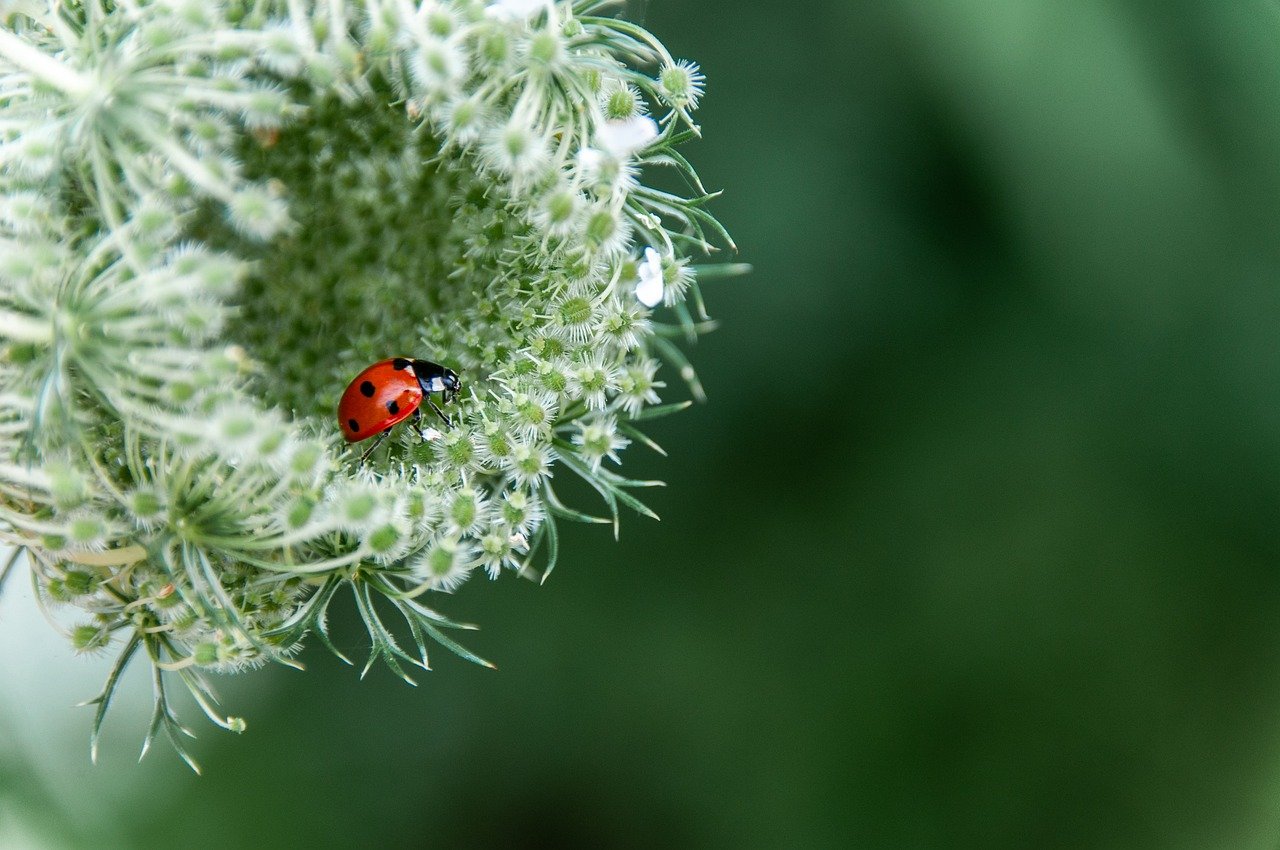 Flower  Beetle  Beautiful Nature  Insect  Nature  Hd Background  Full Hd Wallpaper  Nature Background  Flower Wallpaper  Flower Background  Beautiful Flowers  Desktop Backgrounds  Hd Wallpaper  Nature Wallpaper
