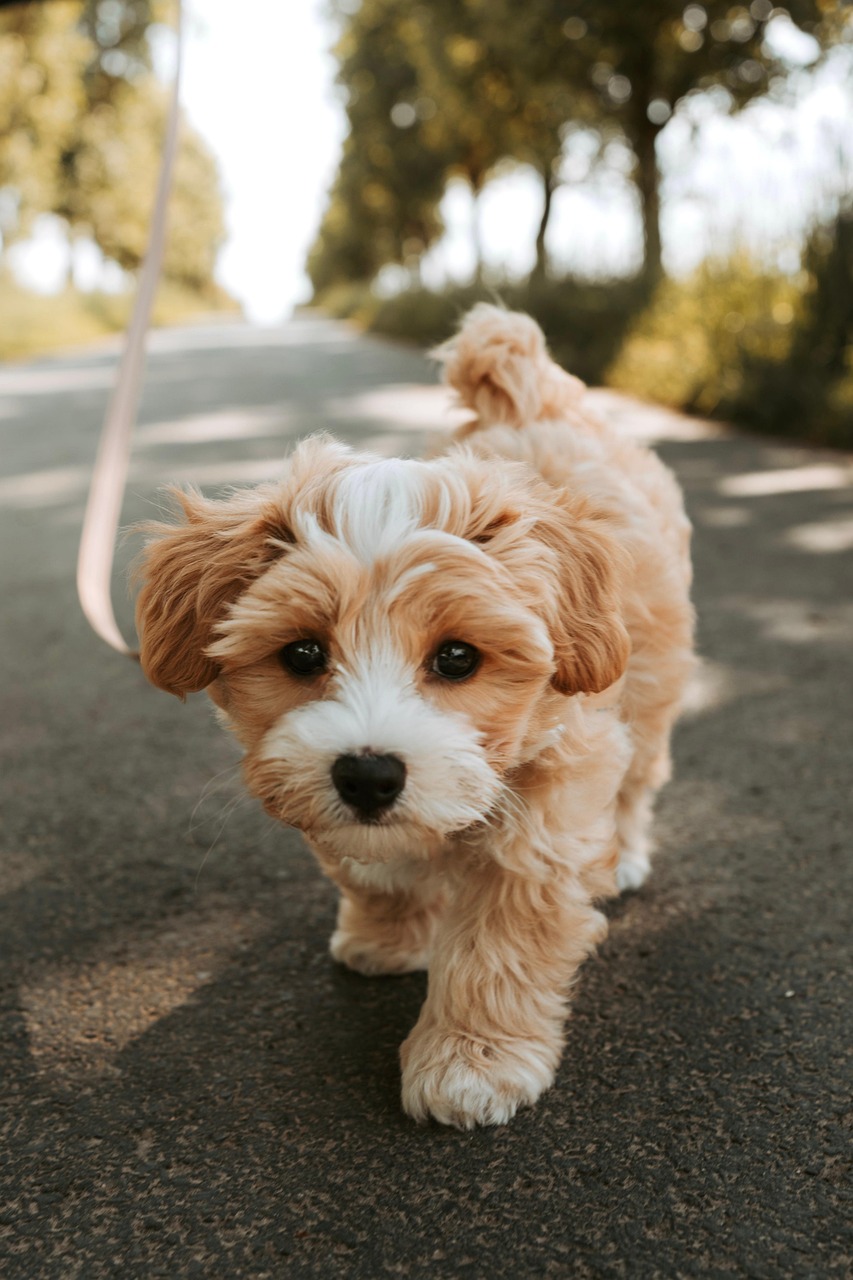 Dog  Pet  Puppy  Pooch  Domestic Animal  Animal  Cute  Nature