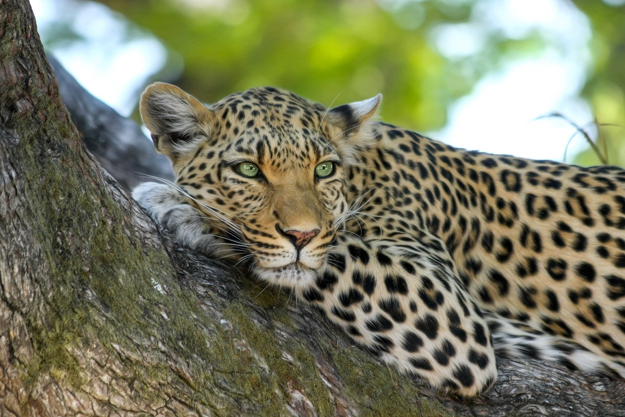 Leopard  Animal  Safari  Mammal  Big Cat  Predator  Wild Animal  Wildlife  Fauna  Wilderness  Nature  Portrait  Leopard  Leopard  Leopard  Leopard  Leopard  Animal  Wildlife