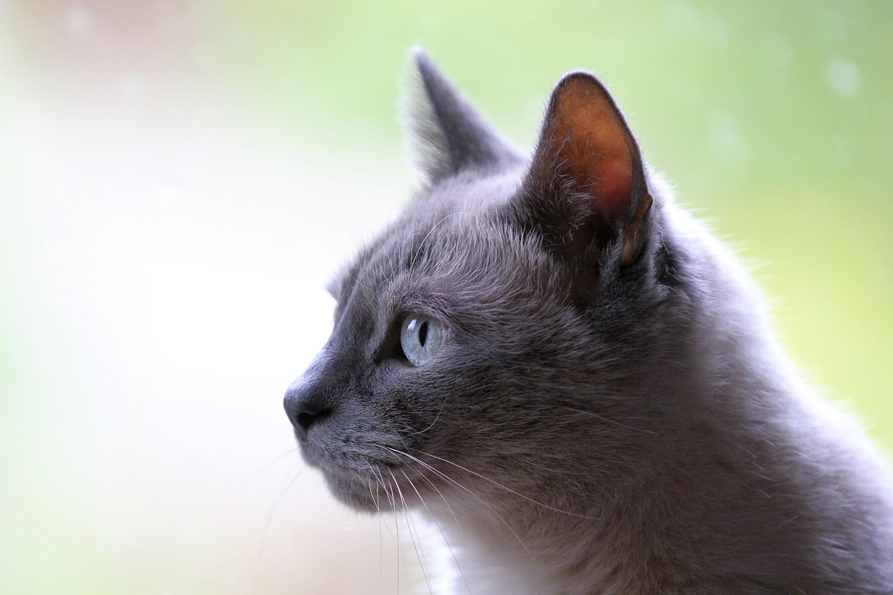 Cat  Pet  Domestic Animal  Nature  Animal  Gray  Domestic Cat