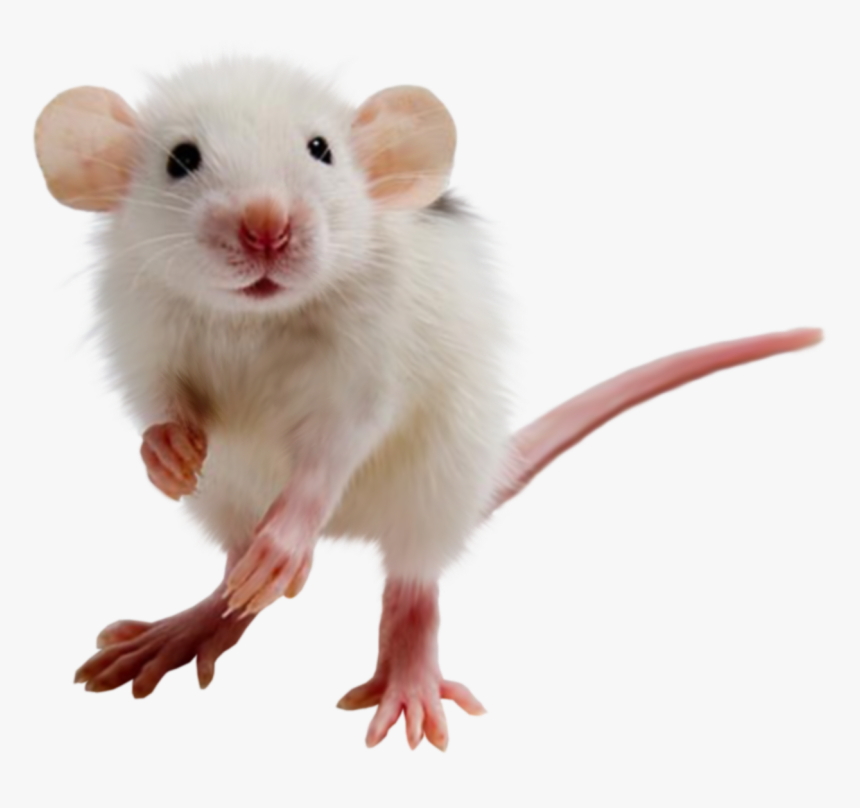 Ck Edite (52).png