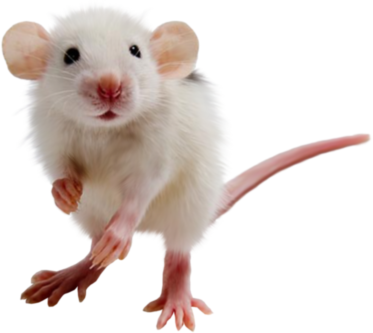 Ck Edite (53).png