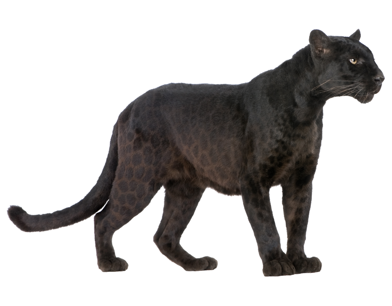 Ck Edite (59).png