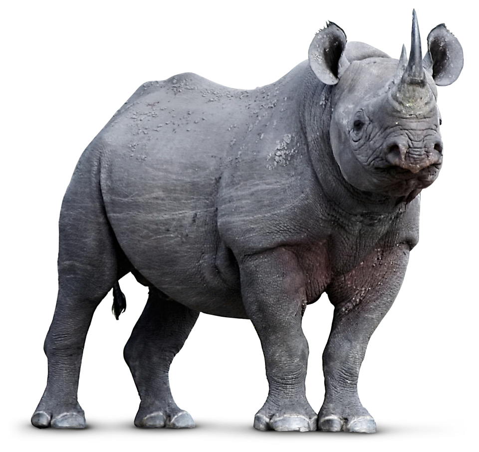 Ck Edite (60).png
